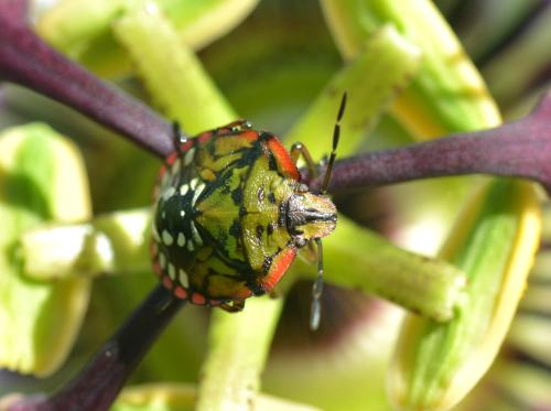 Réf. 310 077 : Nezara viridula